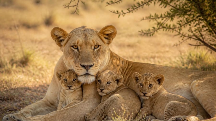 Combien de bébés peut avoir une lionne ?
