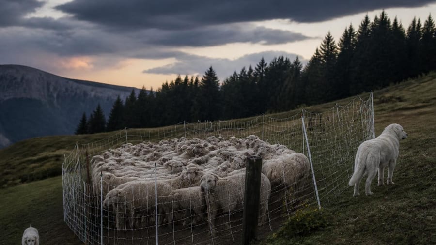 « On a perdu beaucoup de bêtes » : les éleveurs s’adaptent au loup pour protéger leurs troupeaux