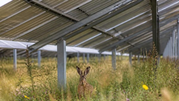 Pendant des années, nous avons cru que les panneaux solaires détruisaient la campagne. En réalité, les…