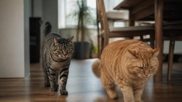 Sans être agressif, mon chat harcèle ses congénères, que faire ?