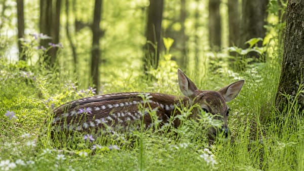 "Toucher un faon, c’est souvent le condamner" : en Aveyron, les bons réflexes à adopter au printemps qui marque le…
