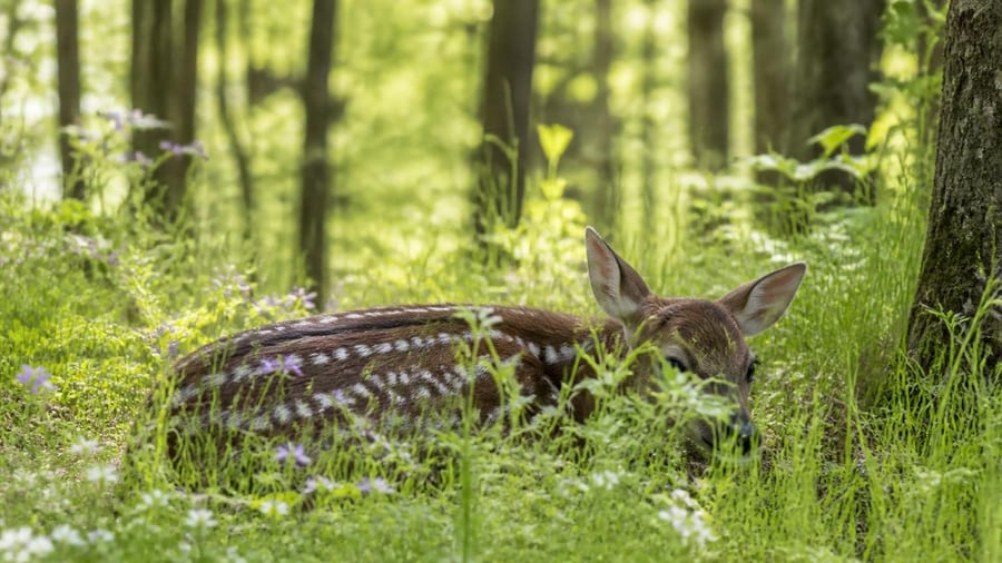 "Toucher un faon, c’est souvent le condamner" : en Aveyron, les bons réflexes à adopter au printemps qui marque le retour…